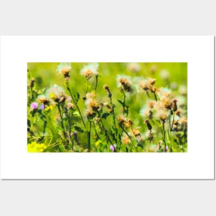 Prairie flower illustration Posters and Art